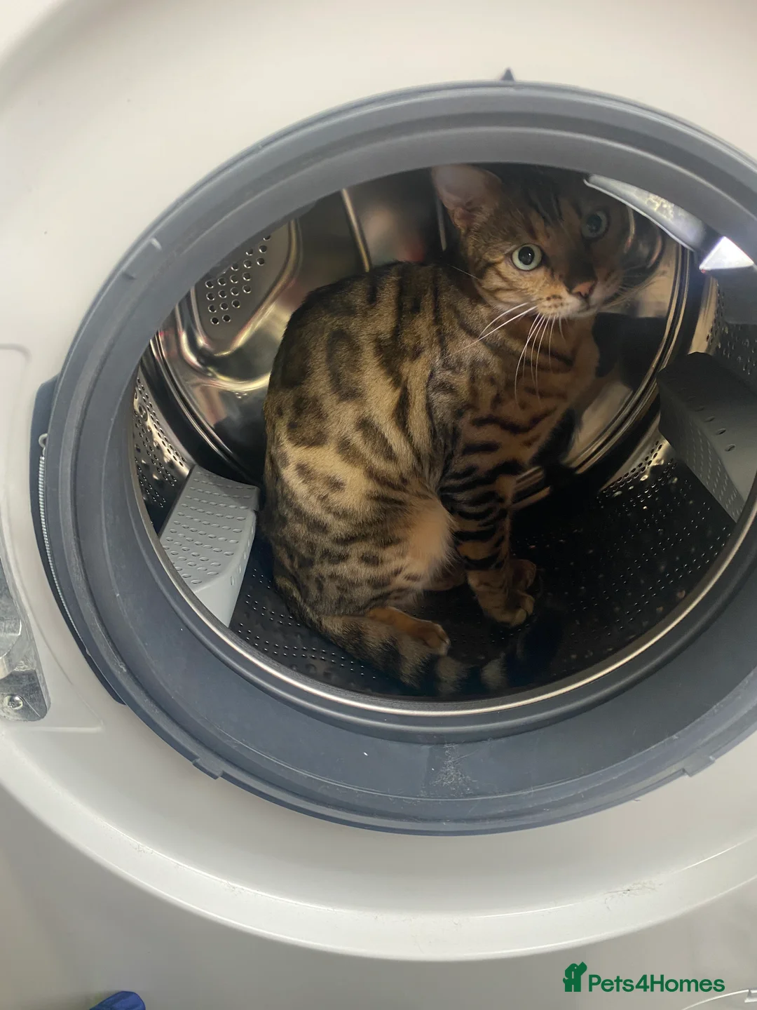Bengal cats for sale: Gilbert in London - Advert 12