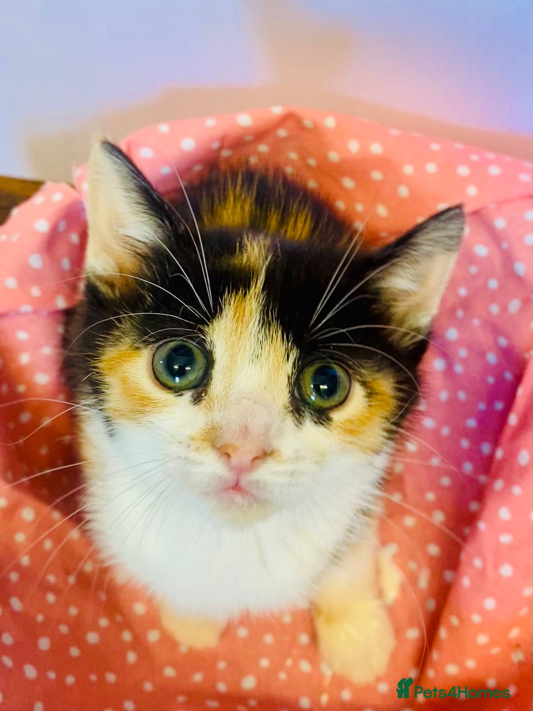 European cats for sale:  kittens last two left - Image 7