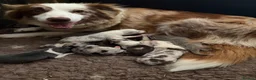 Border Collie dogs for sale: Border collie puppies in Ashbourne - Advert 1