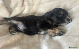 Cockapoo dogs for sale: Adorable F1 cockapoo puppies  - Image 32