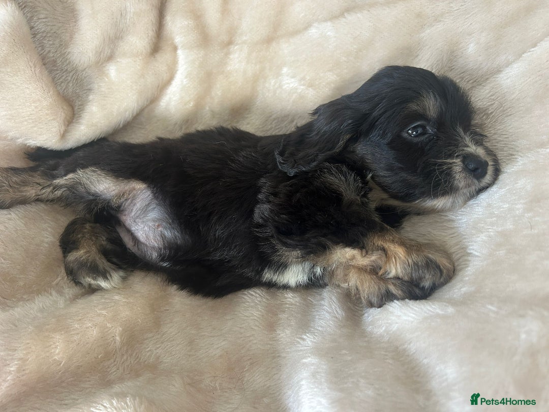 Cockapoo dogs for sale: Adorable F1 cockapoo puppies  - Image 32