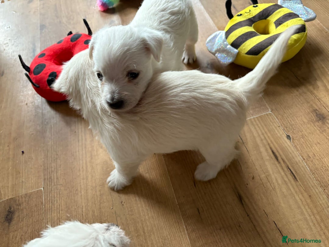 West Highland Terrier dogs for sale: Gorgeous West Highland White (Westie) Puppies - Image 11