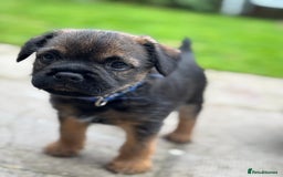 Border Terrier dogs for sale: BORDER TERRIER PUPPIES FOR SALE - Image 11