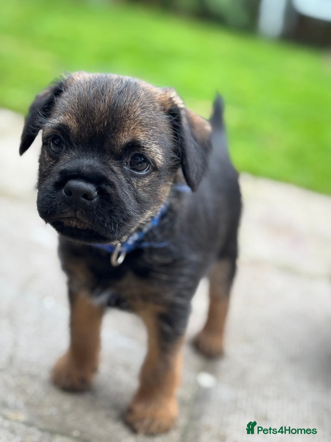 Border Terrier dogs for sale: BORDER TERRIER PUPPIES FOR SALE - Image 11