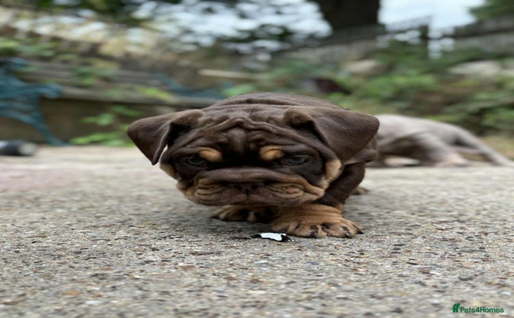 English Bulldog dogs - Advert 3