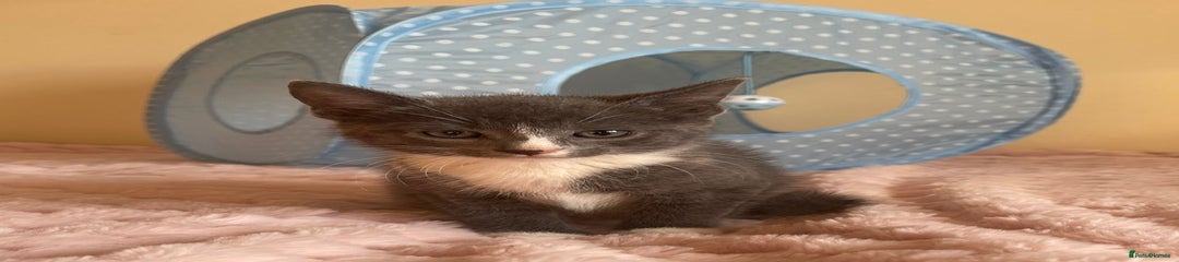 Ragdoll Kitten 1