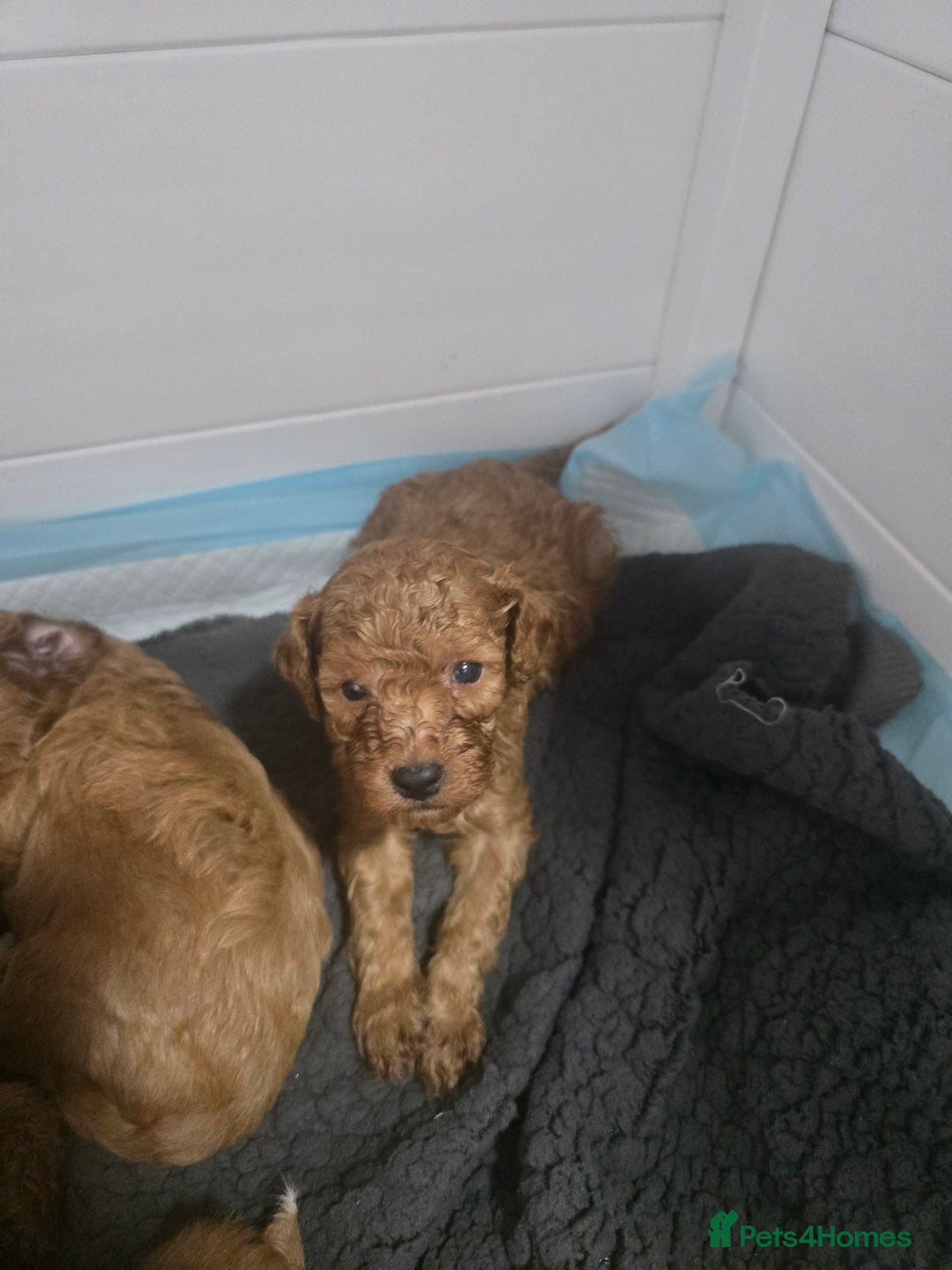 Cavapoo dogs for sale: Miniature F1B Cavapoo puppies 1 Left - Image 30