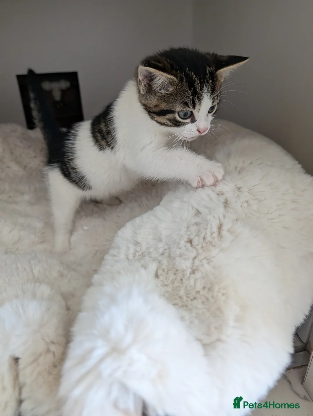 Mixed Breed cats for sale: Lovely Kittens Looking for Homes - Advert 5