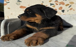 Rottweiler dogs for sale: Stunning chunky Rottweiler puppies - Image 19