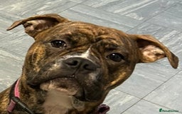 Mixed Breed dogs for sale: Gorgeous Boxer Cross - Female in Newark - Image 2
