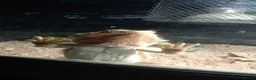 Bearded Dragon reptiles for sale: Orange male bearded dragon  in Portsmouth - Advert 4
