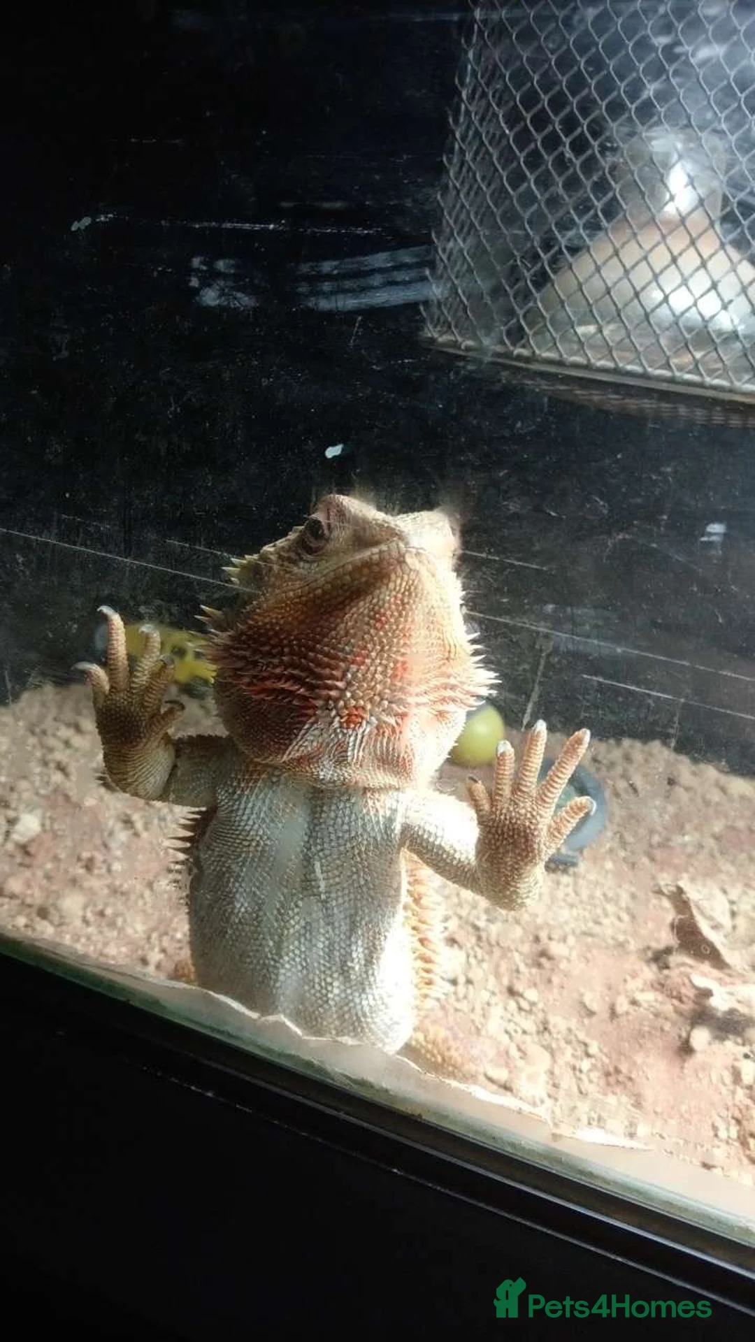 Bearded Dragon reptiles for sale: Orange male bearded dragon  in Portsmouth - Advert 4