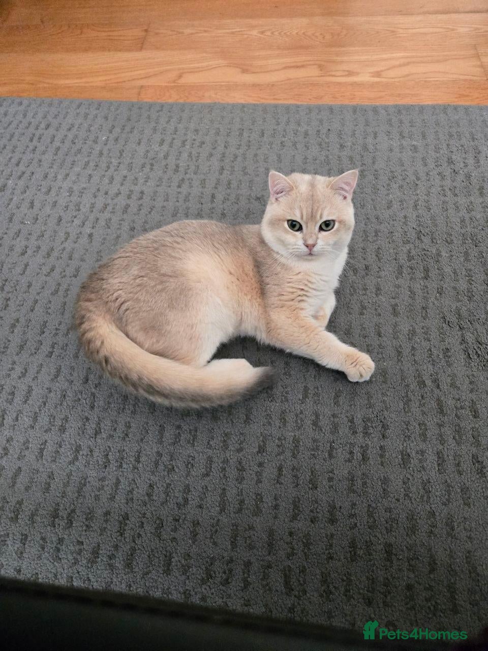 British Shorthair cats Blue Gold British cat Sapphire for stud - Advert 20