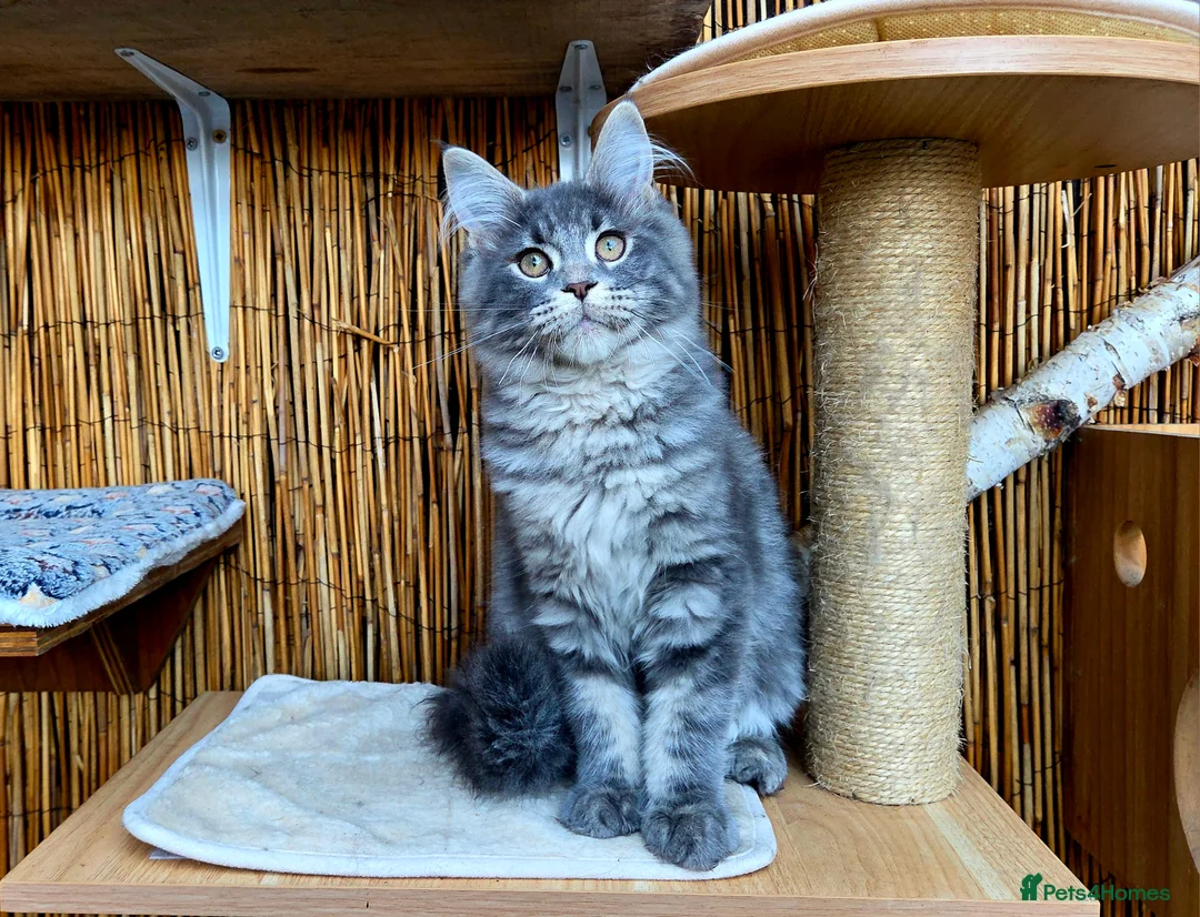 Maine Coon cats for sale: 2 Stunning GCCF Kittens Available.  - Advert 1