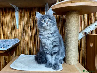Maine Coon cats 2 Stunning GCCF Kittens Available. - Advert 2
