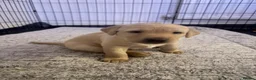 Labrador Retriever dogs for sale: Health tested yellow labrador bitch puppy - Advert 4