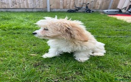 Cavachon dogs for sale: Cavachon Puppies 🐾🐶 1 GIRL LEFT REDUCED - Image 32