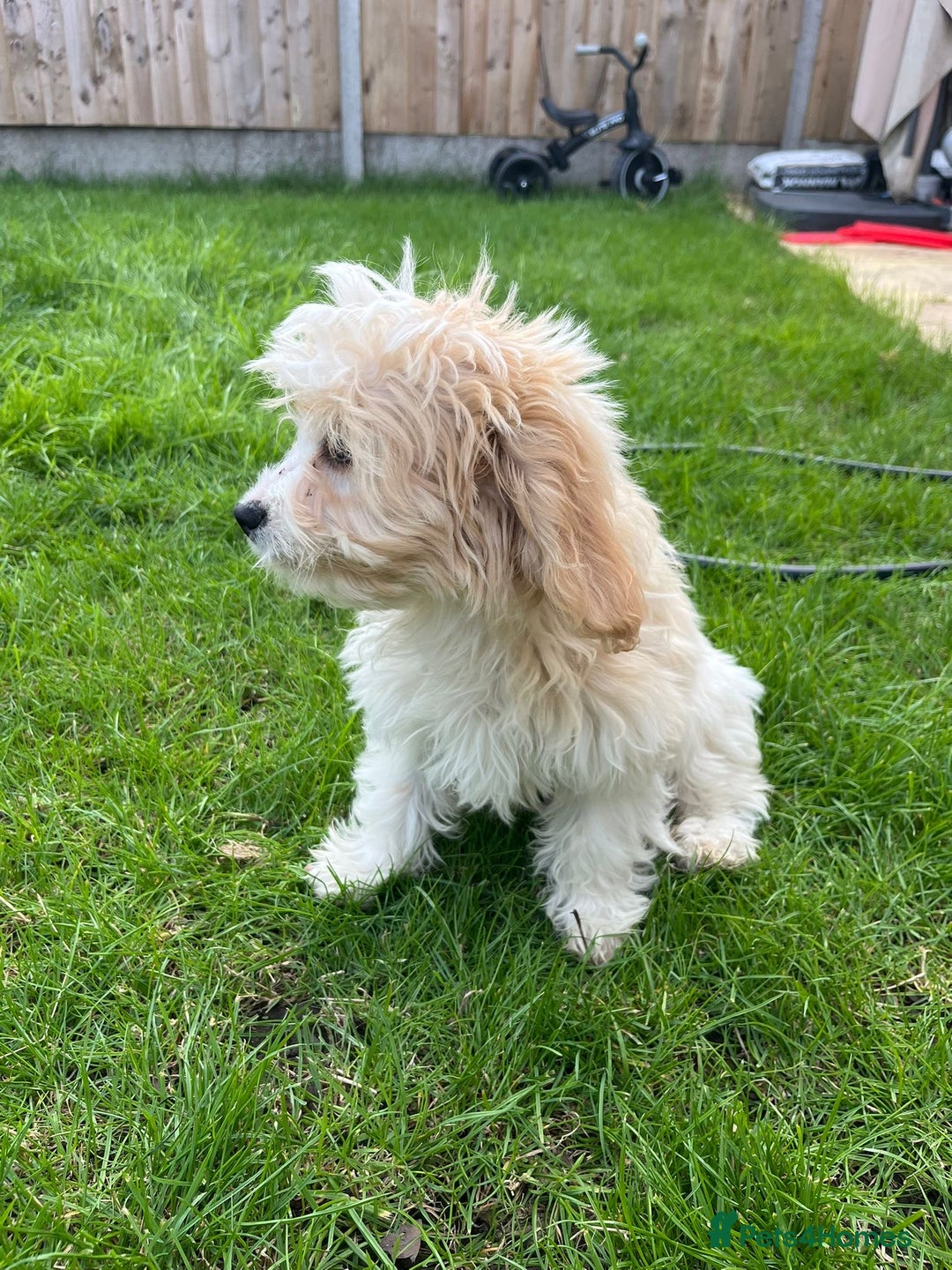 Cavachon dogs for sale: Cavachon Puppies 🐾🐶 1 GIRL LEFT REDUCED - Image 32
