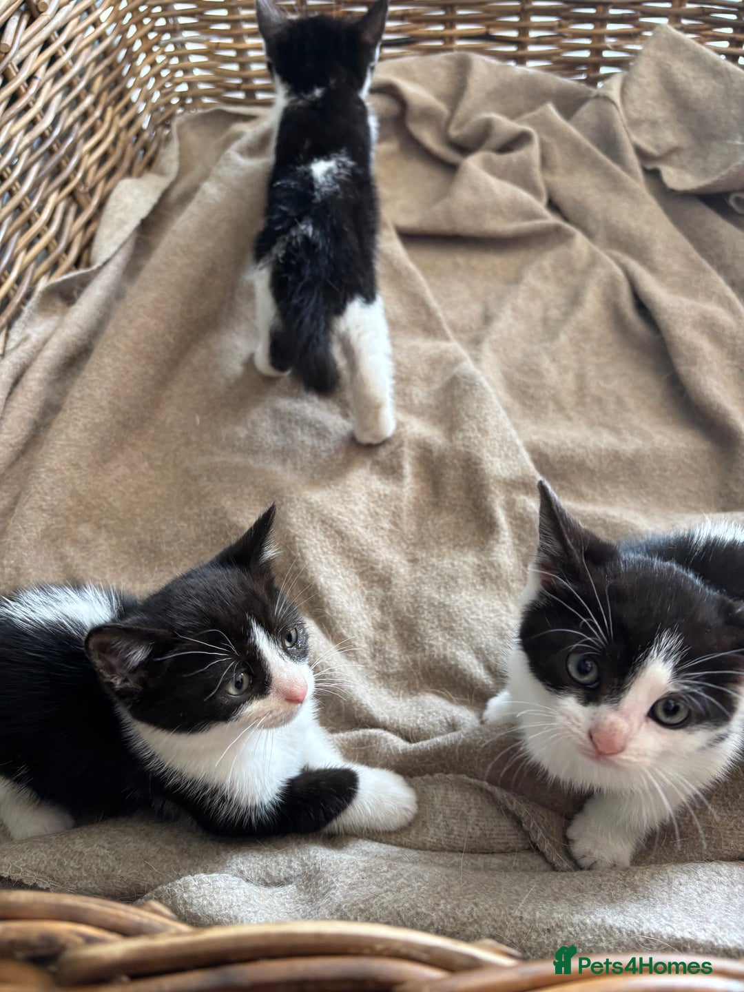 Domestic Shorthair cats for sale: Adorable, friendly playful bicolour kittens - Image 4