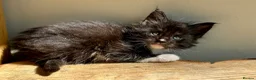 Maine Coon cats for sale: Beautiful Maine Coon kittens - Advert 37
