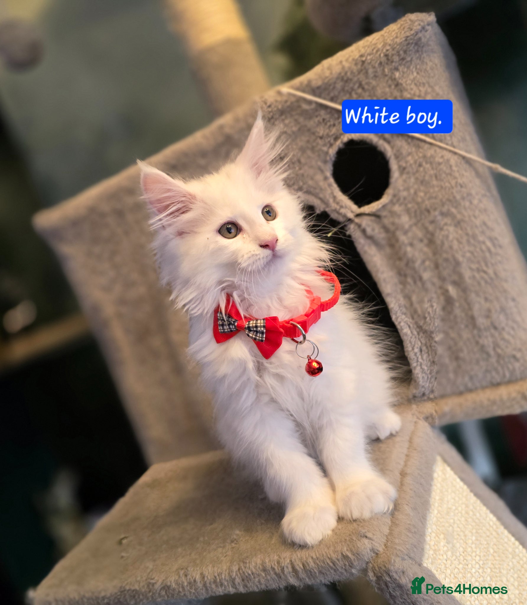 Maine Coon cats Beautiful Maine coons  - Advert 1