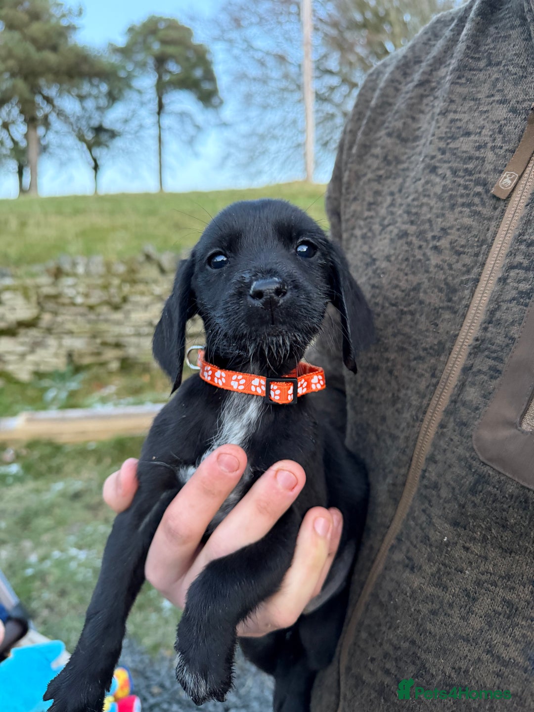 Mixed Breed dogs for sale: Stunning Labrador Pointer Puppies – Ready to go - Advert 15