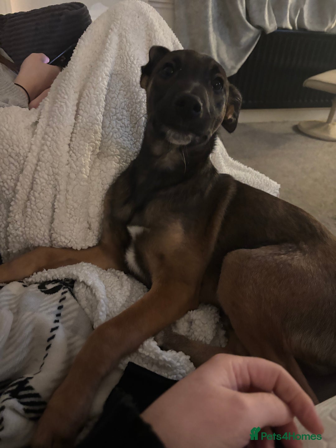 Mixed Breed dogs for sale: Belgian shepherd x greyhound - Advert 3