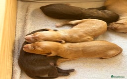 Sprocker dogs for sale: Beautiful, Loveable Spaniels For Sale - Image 8