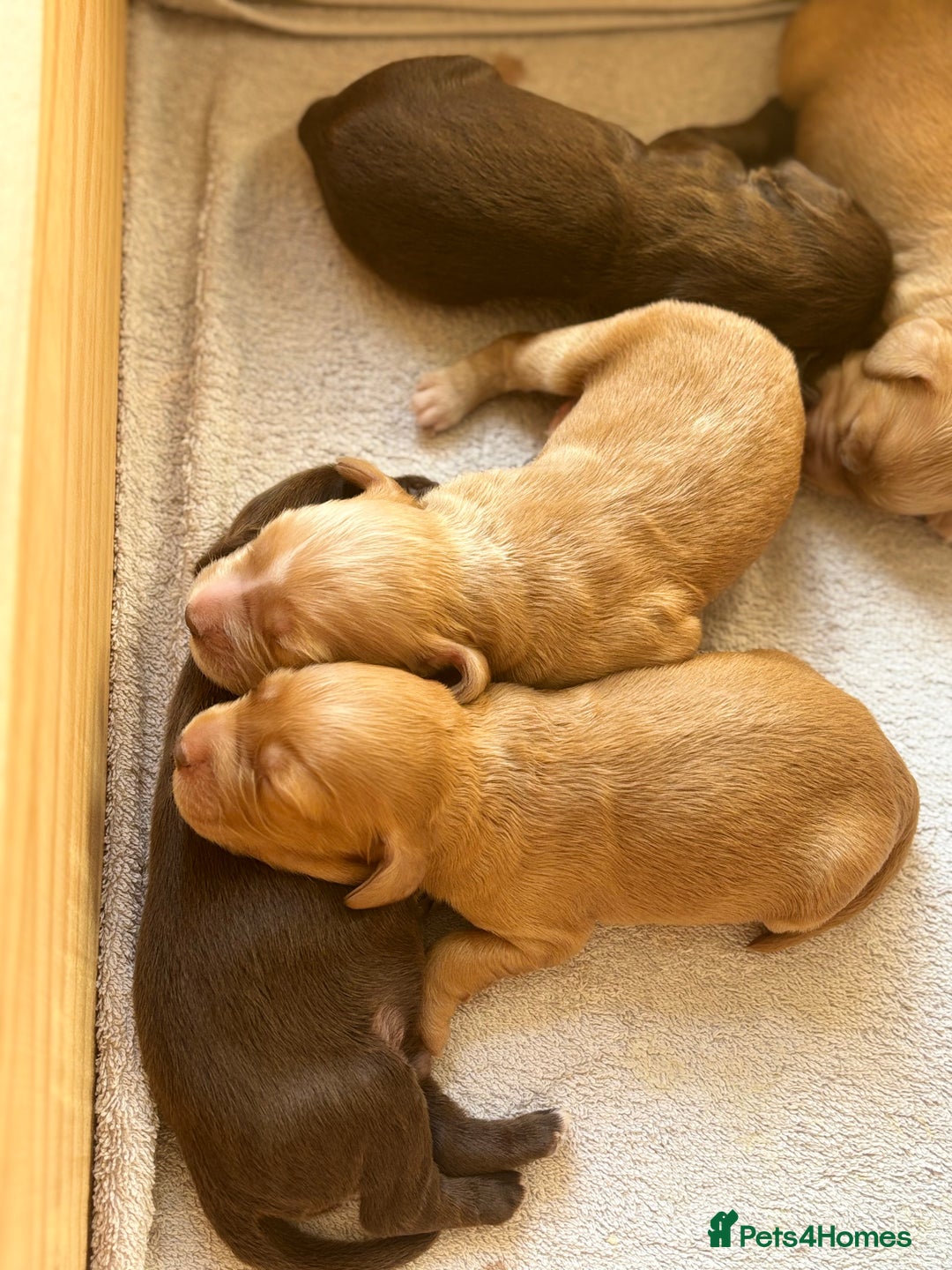 Sprocker dogs for sale: Beautiful, Loveable Spaniels For Sale - Image 8