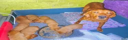 Labrador Retriever dogs for sale: KC registered Labrador pups for sale in Crook - Advert 5