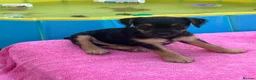 Patterdale Terrier dogs for sale: Patterdale terrier  - Advert 6