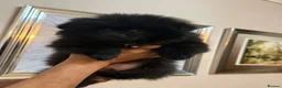 Pomeranian dogs for sale: Beautiful Pomeranian puppies  in Purfleet - Advert 7