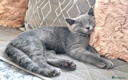 British Shorthair cats for sale: British Shorthair Male Kitten–8 Months Old 🐾💙 - Image 5