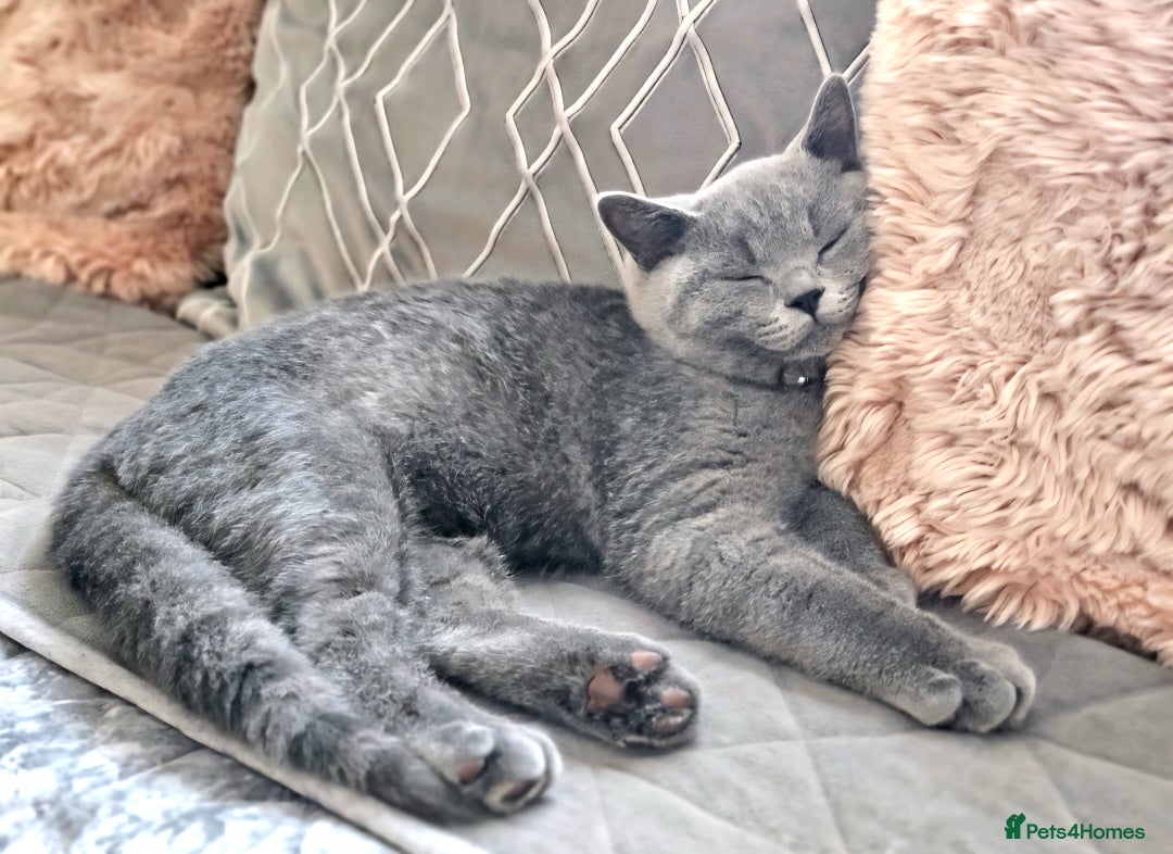 British Shorthair cats for sale: British Shorthair Male Kitten–8 Months Old 🐾💙 - Image 5
