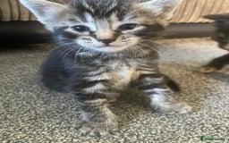 Domestic Shorthair cats for sale: 1 male and 3 female kittens ready next week  - Image 7