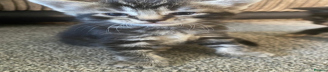 Female tabby cat face 