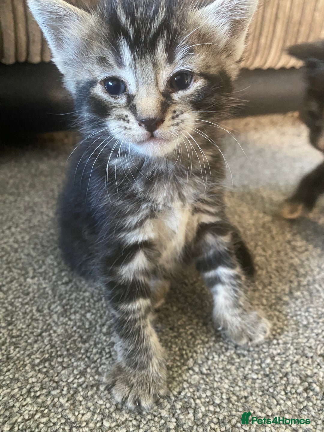 Domestic Shorthair cats for sale: 1 male and 3 female kittens ready next week  - Image 7
