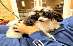 Toy Poodle dogs for sale: Gorgeous Tiny Toy Poodle Pups  - Image 27