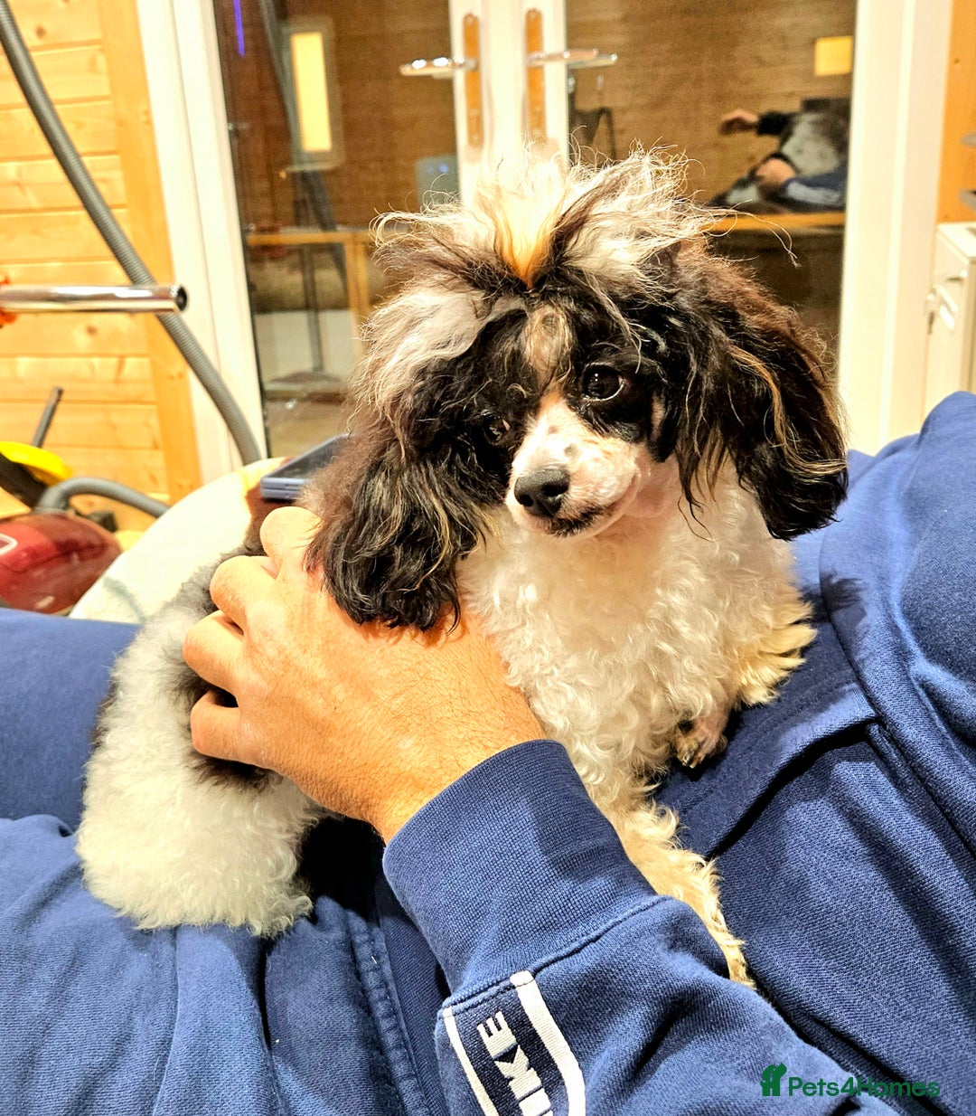 Toy Poodle dogs for sale: Gorgeous Tiny Toy Poodle Pups  - Image 27