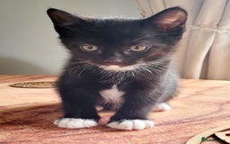 Domestic Shorthair cats for sale: 2 beautiful boys - Image 4