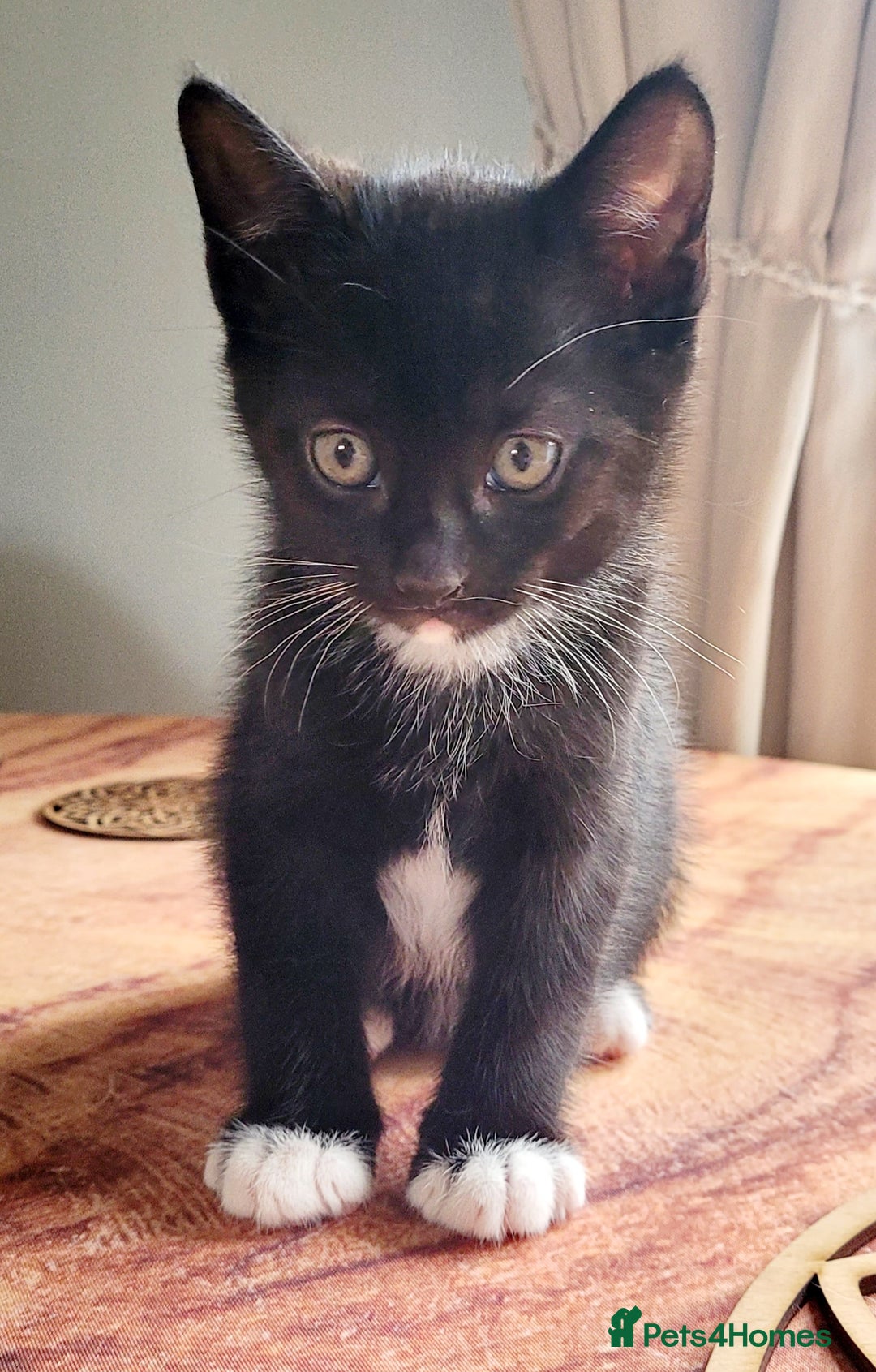 Domestic Shorthair cats for sale: 2 beautiful boys - Image 4