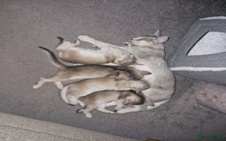 Abyssinian cats for sale: GCCF registered beautiful Abyssinian kittens - Image 3