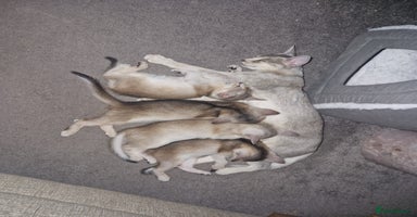 Abyssinian cats - Advert 2