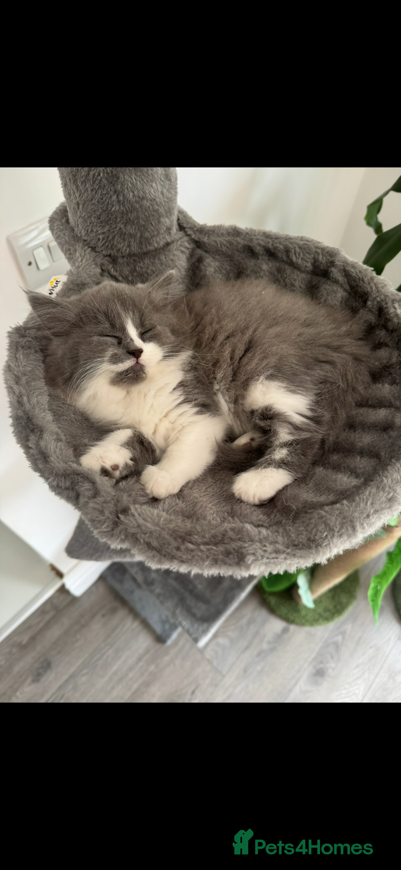 British Longhair cats British longhair kittens  - Advert 1