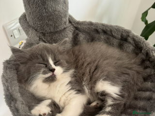 British Longhair cats British longhair kittens - Advert 3