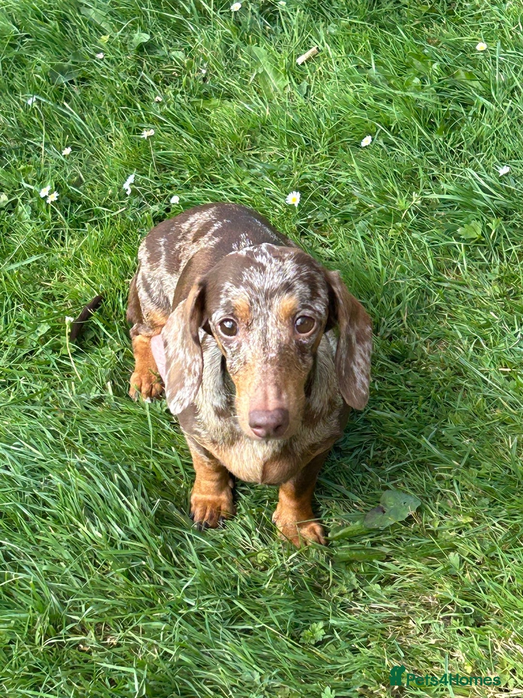 Dachshund dogs for sale: Miniature dachshund  - Image 22