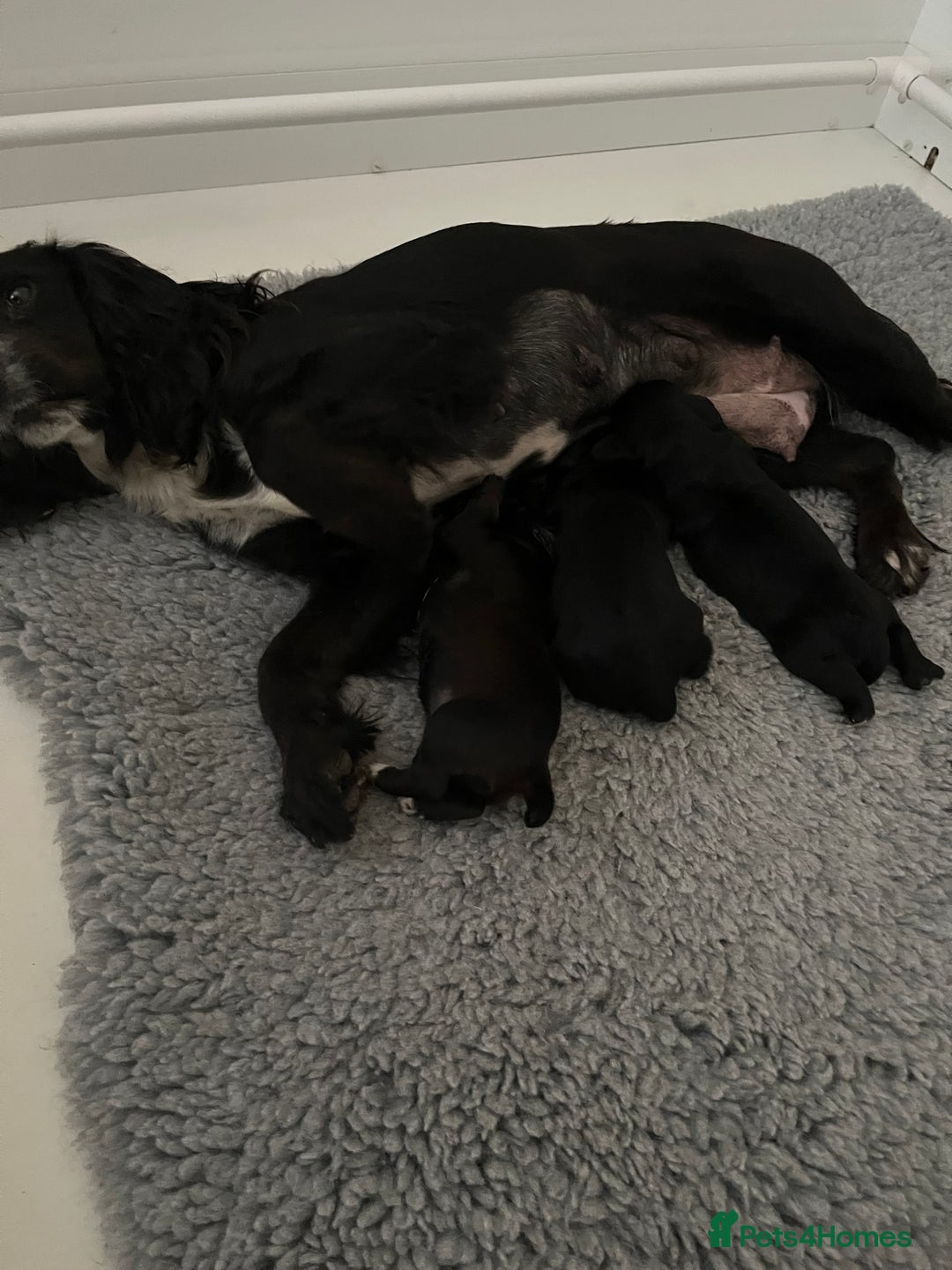 Cocker Spaniel dogs for sale: Stunning Health Tested WCS Pups - Advert 13