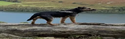 Border Terrier dogs for sale: Border terrier girl  - Advert 1