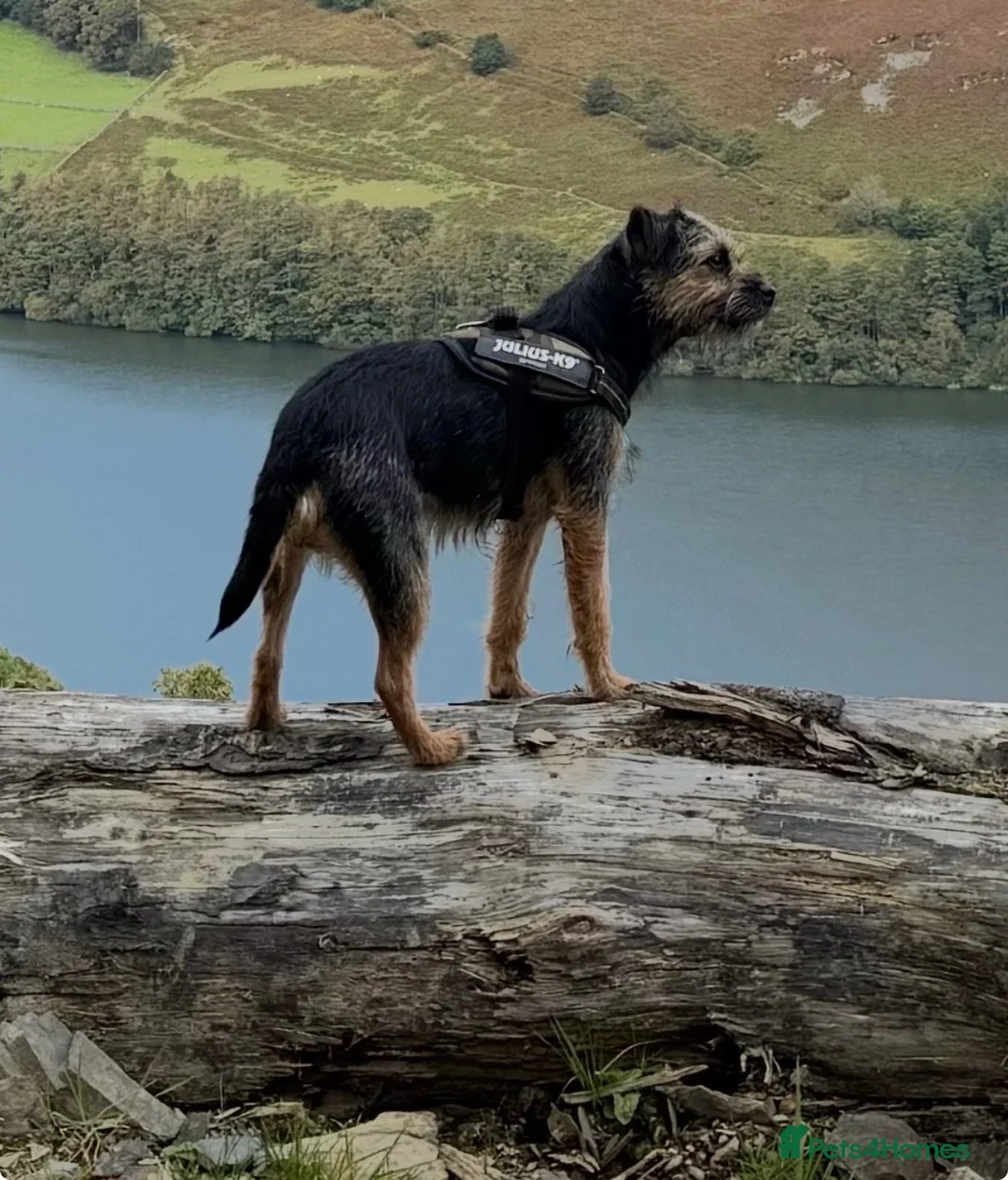 Border Terrier dogs for sale: Border terrier girl  - Advert 1