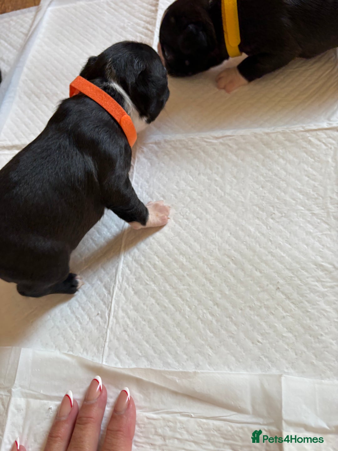 Boston Terrier dogs for sale: K.C. BEAUTIFUL BOSTON TERRIER PUPPIES - Image 8